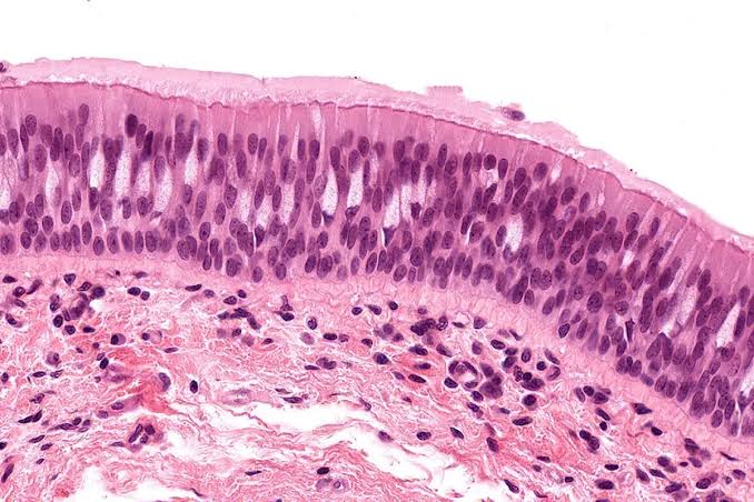 Histology 1