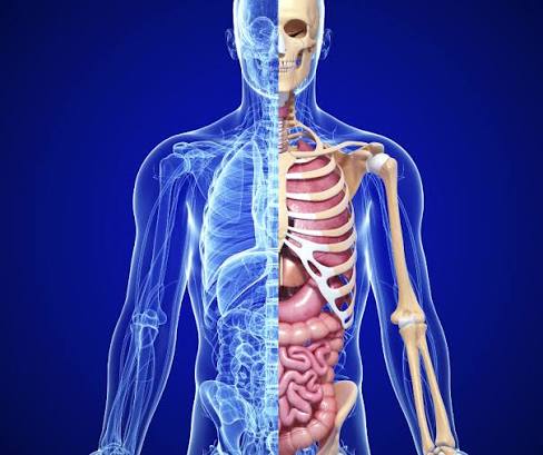 Anatomy 1