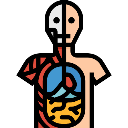 Anatomy ( TİP İBÜ )